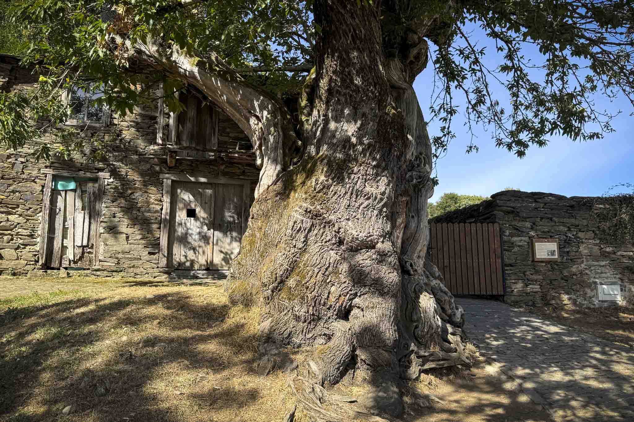 Castiñeiro de Ramil