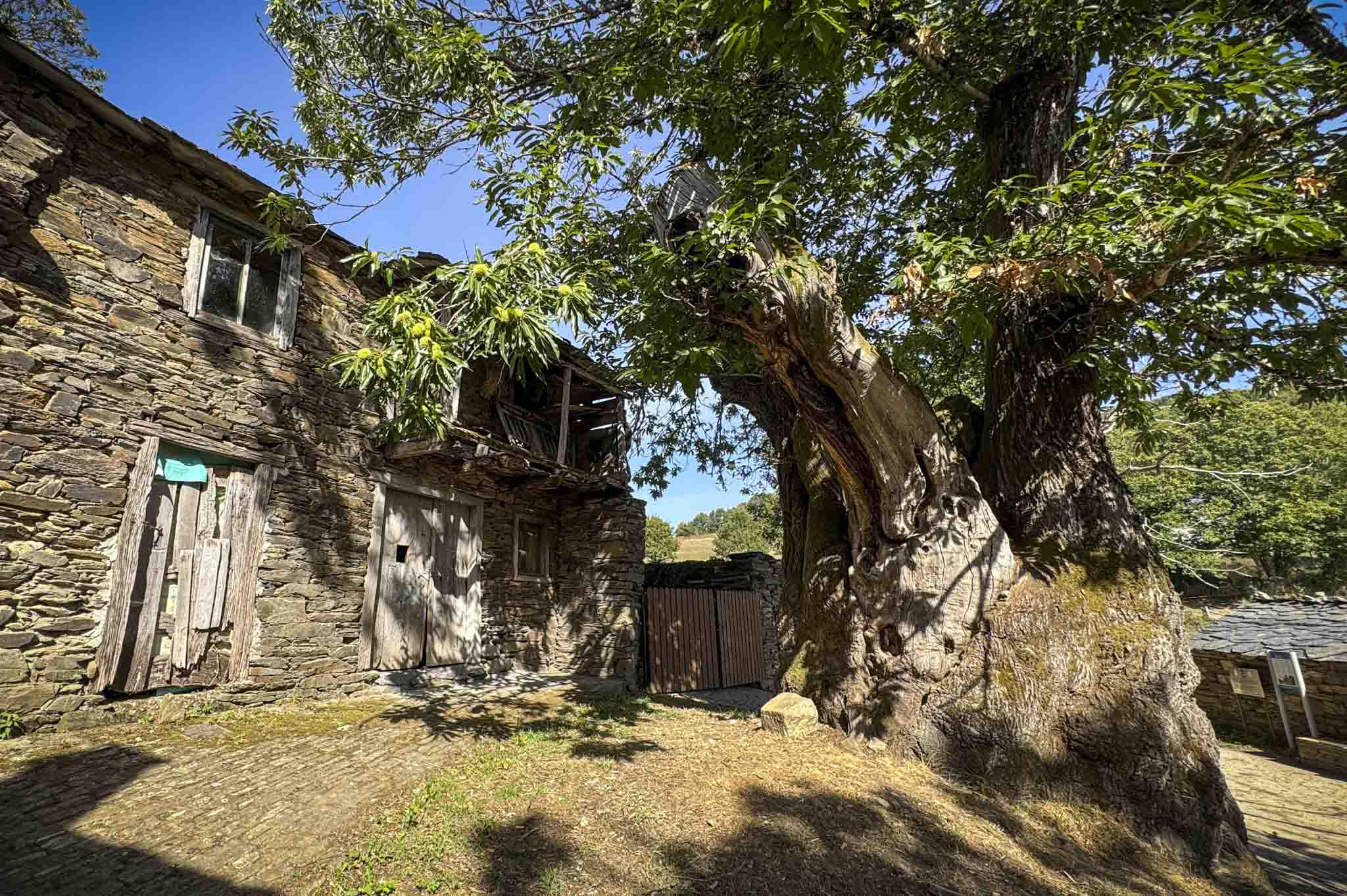 Castiñeiro de Ramil_5